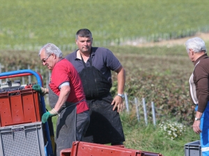 Champagne HARLIN - CHEFFERT - 