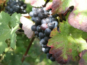 Champagne HARLIN - CHEFFERT - 